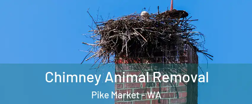 Chimney Animal Removal Pike Market - WA